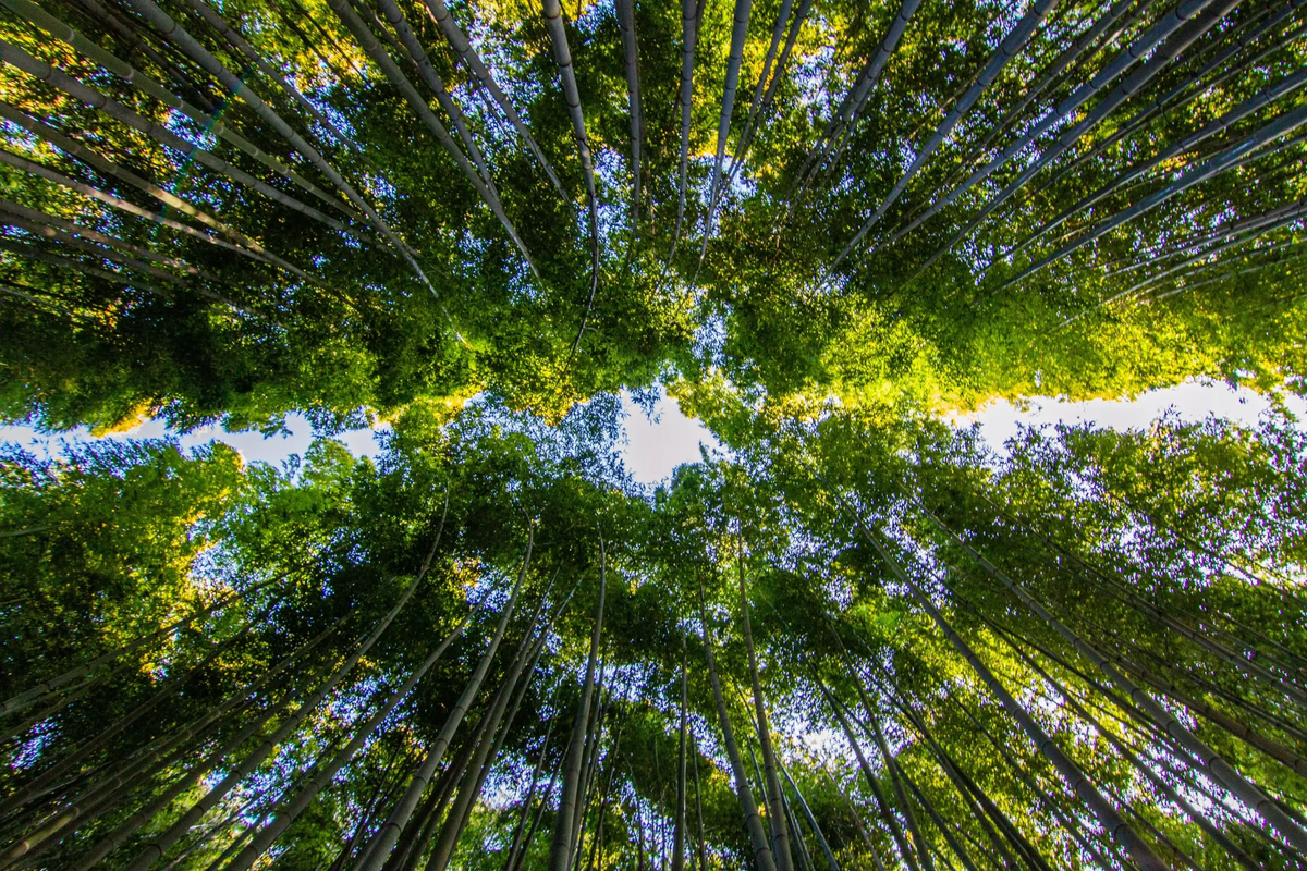 bambou écologique composition culotte règles